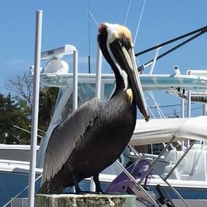 Meet your Posher, Libby